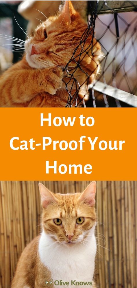 Disney Aristocats, Cat Tips, How To Cat, Cat Proofing, Cat Hacks, Indoor Pets, Cat Care Tips, Owning A Cat, Curious Cat