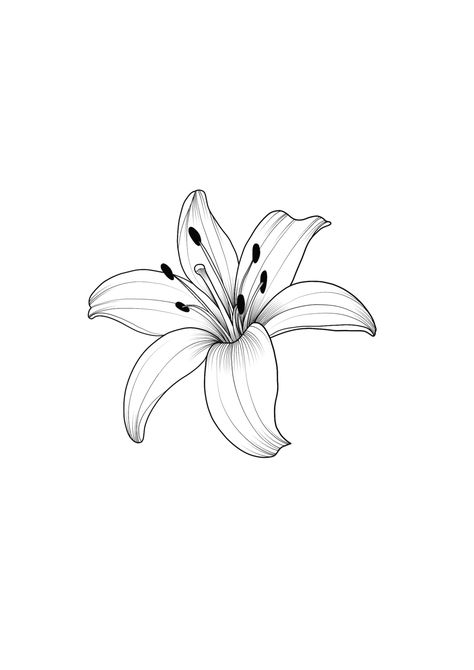 Simple Fine Line Drawings, Tiger Lily Tattoo Simple, Lily Flower Outline Tattoo, Fine Line Lily Tattoo Design, Simple Tiger Lily Tattoo, Simple Lily Flower Tattoo, Single Lily Tattoo, Lily Outline Tattoo, Lily Tattoo Outline