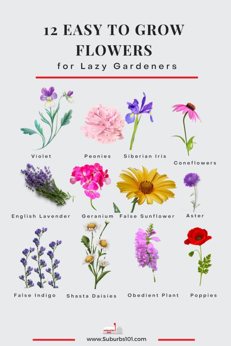 12 Easy to Grow Flowers for the Lazy Gardener Flowers For Beginners Gardening, Easy Flowers To Grow, When To Plant Tulips, Plant Tulips, Easy To Grow Flowers, Flowers That Attract Butterflies, Obedient Plant, Growing Irises, Easiest Flowers To Grow