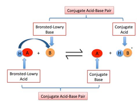 How does Bronsted-Lowry define acids and bases? | Socratic Strong And Weak Acids And Bases, Acids And Bases, Acid Base, Study Notes, Biology, Chemistry, Science, Quick Saves