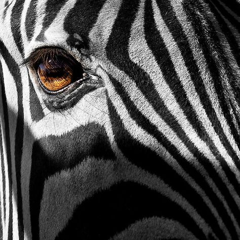 Zebra Eye, Zebra Profile, Zebra Photo, Zebra Pictures Photography, Zebra Face, Regard Animal, Wildlife Park, Wildlife Photos, Eye Tattoo