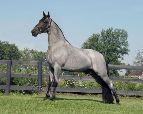 <3 Gorgeous, gorgeous! Silver Dappled Tennessee Walker <3 Tennessee Walker Horse, Blue Roan Horse, Gaited Horses, Tennessee Walker, Horse Beautiful, Tennessee Walking Horse, Horse Pics, American Saddlebred, Walking Horse