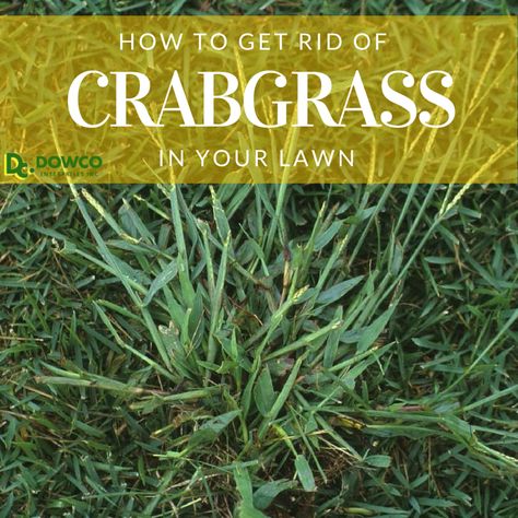 We’ve seen an unusual amount of crabgrass this year. Why? The answer is the same across the board. Heat and rain. Rain. Heat. And more rain with heat... Poison Ivy Plants, Weeds In Lawn, Aerate Lawn, Water Grass, Landscape Maintenance, Healthy Lawn, Tree Pruning, Watering & Irrigation, Rain Rain