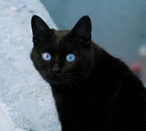 Black Cat With Blue Eyes, Blue Eyes Aesthetic, Black Cat Aesthetic, Rare Cats, Cat With Blue Eyes, Russian Blue Cat, A Black Cat, Cute Black Cats, Cat Aesthetic