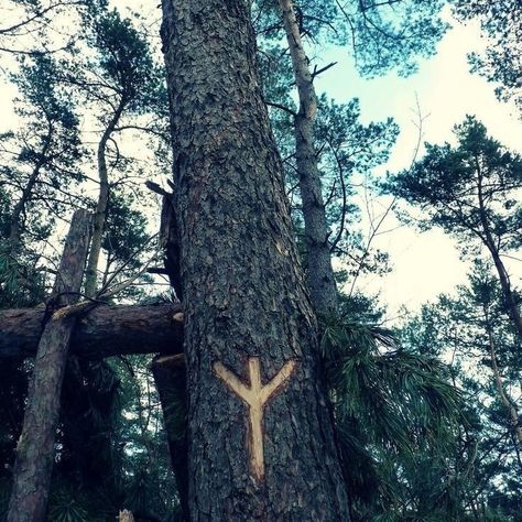 Algiz rune Rune of protection, defense, and spiritual growth. Algiz is associated with the Norse god Heimdallr, the guardian of the gods and the Bifröst Bridge. . . . . . . #ragnar #pagan #valhalla #viking #vikings #odín #norsemen #norse Rune Of Protection, Nordic Artwork, Algiz Rune, Viking Aesthetic, Valhalla Viking, Slavic Paganism, Viking Life, Nordic Vikings, Norse Pagan