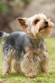 Yorkie Outfits, Yorkie Puppy Haircuts, Yorkie Haircuts, Dog Haircuts, Yorkie Terrier, Silky Terrier, Dog Cuts, Yorkshire Terriers, Yorkie Dogs