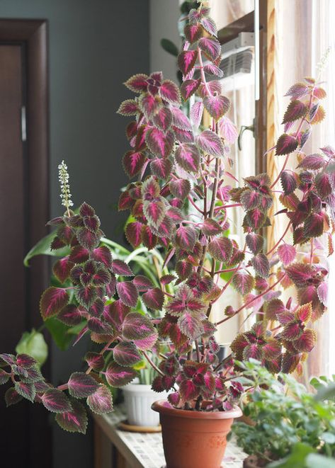 How to Grow Coleus as a Houseplant | Growing Coleus Indoors Coleus Indoors Houseplant, Coleus Plants Indoor, Coleus Plants Care, Coleus Houseplant, Coleus Care, Coleus Plants, Plant Obsession, Indoor Oasis, Terrace Ideas