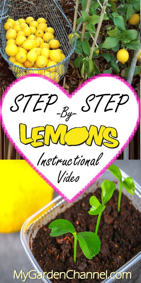 Step by step growing lemon trees from seed Lemon Tree From Seed Diy, How To Plant Lemon Seeds, Lemon Seeds Grow How To, Growing Trees From Seeds, Growing Lemon Seeds, How To Grow A Lemon Tree From Seed, How To Grow Lemons From Seeds, Grow Lemons From Seeds, Lemon Plant From Seeds