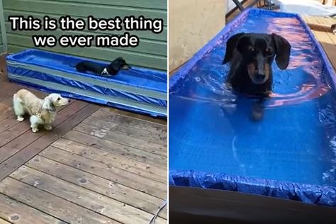 Diy Dog Treadmill, Dog Pool Diy, Water Treadmill, Dog Pools, Hydro Therapy, Canine Enrichment, Therapy Pools, Dog Treadmill, Dog Backyard