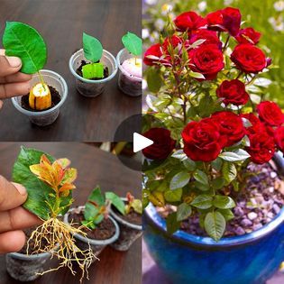 Onion Propagation, How To Grow Roses, Rooting Roses, Fertilizer For Plants, Growing Roses, Rose Leaves, Growing Plants, How To Grow, Vegetable Garden