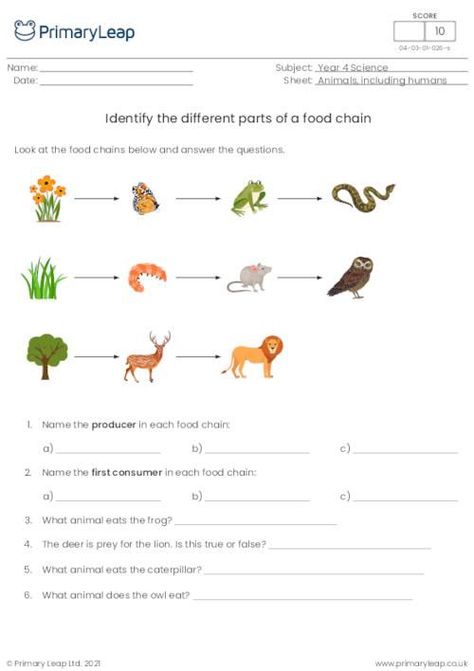 Science Food Chains, Food Chain Activities, Food Chain Worksheet, Food Web Activities, Human Body Worksheets, Cloze Activity, Vocabulary Quiz, Space Coloring Pages, Fun Facts About Animals