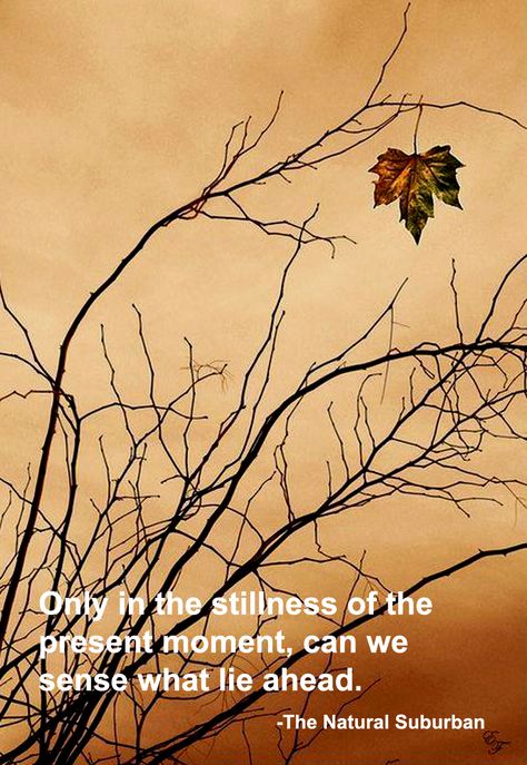 Enjoy the still of autumn. The Last Leaf, Leaves Of Grass, Leaf Collection, Earth Spirit, Best Seasons, Autumn Beauty, Garden Trees, 4 Seasons, Autumn Trees