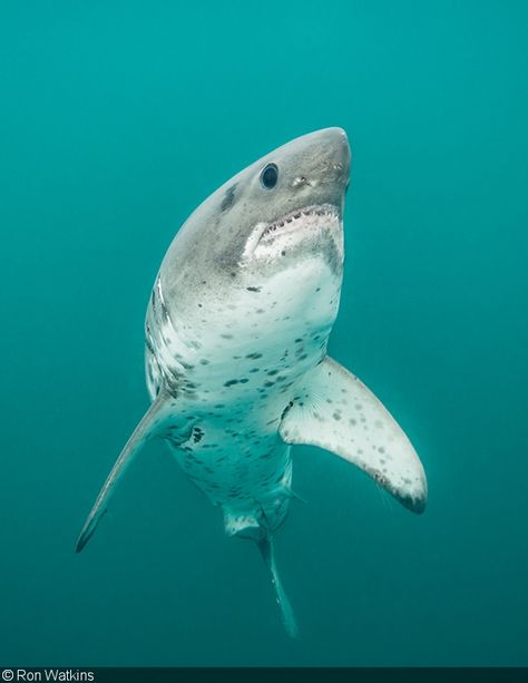 Photographer of the Week – Ron Watkins “Salmon Shark Rising”: This is one of Ron’s favorite photos of the elusive salmon shark because it showcases the distinctive features of this shark—the Dalmatian pattern, forward eyes, and smaller mouth than a great white shark. (Image captured at Ravencroft Lodge in Port Fidalgo) Salmon Shark, Shark Images, Cool Sharks, Shark Photos, Shark Pictures, Sea Mammal, Saltwater Crocodile, Shark Diving, Shark Tattoos