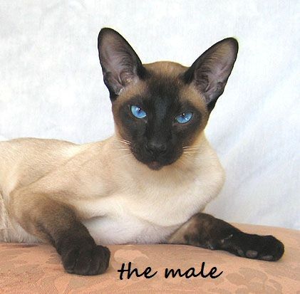 Pure bred Siamese Siamese Cats Blue Point, Siamese Cats Facts, Siamese Kittens, Forest Cat, Cat Facts, Cat Care, Siamese Cats, Beautiful Cat, Beautiful Cats