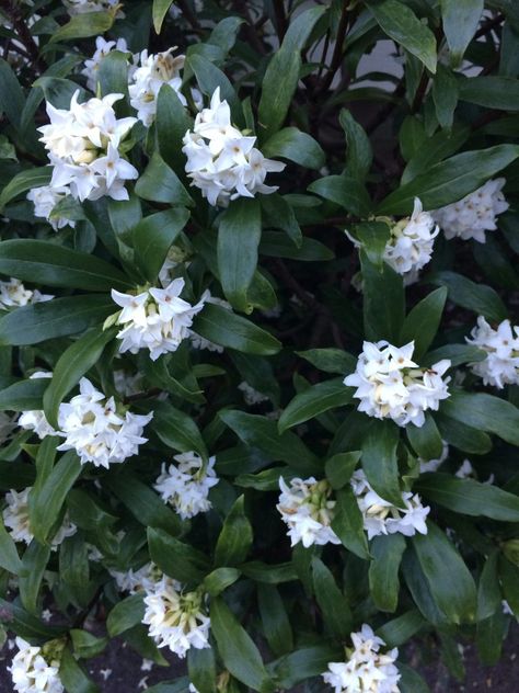 Daphne odora and the entire genus Daphne is a great choice where there is heavy deer browse. Daphne odora ‘Alba’ (pictured) There is nothing more frustrating than deer devouring your garden. Deer are a lot like people, they will try anything, especially if its new. So, while there are no plants that are 100% deer-proof here are some selections from our plant list that have proven to be less often on the menu. Of course a fence is always the best defense. Tip: pay attention not just to the ... Deer Deterent Plants, Shade Perennials Deer Resistant, Daphne Odora, Deer Resistant Perennial Garden Plan, Flowers Deer Wont Eat, Plants Deer Hate, Deer Proof, Bird Netting, Gravel Garden