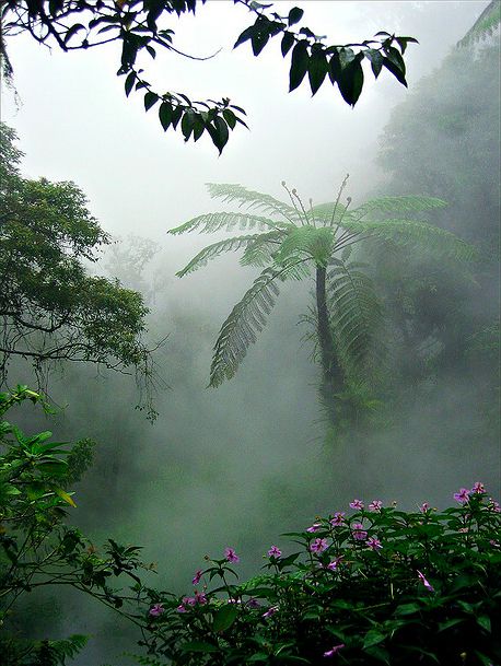 Javanese Virgin Forest near Gunung Gede, Indonesia. Castaway Aesthetic, Tropical Forest, Amazon Rainforest, Rain Forest, Tropical Rainforest, Green Forest, The Mist, Alam Yang Indah, Pics Art