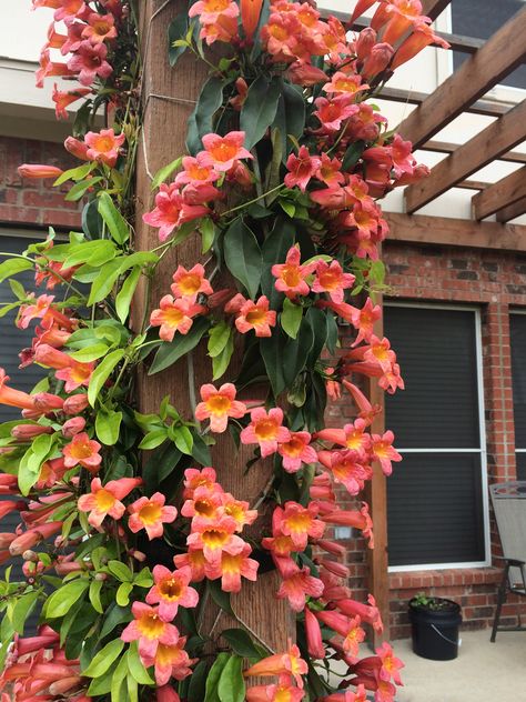 Tangerine Crossvine on pergola, north Texas Tangerine Crossvine, Climbing Flowering Vines, Vine Fence, Texas Gardens, Fast Growing Vines, Texas Plants, Fast Growing Evergreens, Evergreen Vines, Climbing Flowers