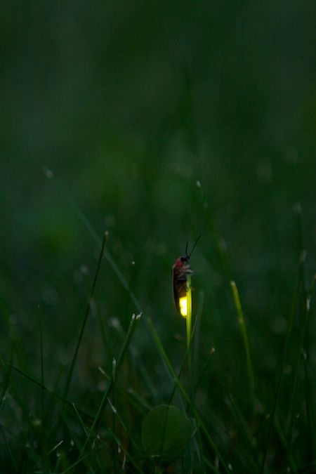 I cant wait for lightening bugs this summer Lightening Bugs, Lighting Bugs, Twilight Garden, Foto Macro, Warehouse 13, Firefly Serenity, Stargate Atlantis, Joss Whedon, Uss Enterprise