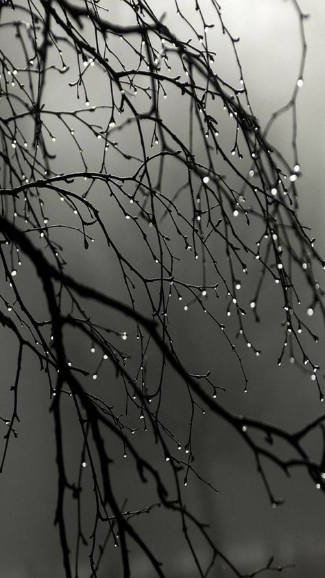 Minds Rain Wallpapers, Phone Wallpaper Images, Beautiful Nature Wallpaper, Rain Photography, Water Droplets, Photography Wallpaper, Jolie Photo, Pretty Wallpapers Backgrounds, Alam Yang Indah