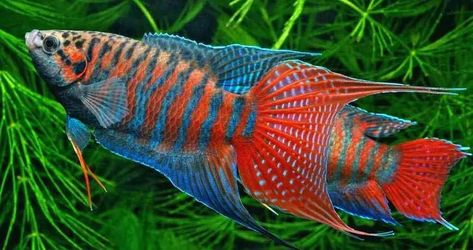 Tropical Fish Aquarium, Tropical Freshwater Fish, Fish Feed, Freshwater Aquarium Fish, Cool Fish, Saltwater Tank, Fish Care, Pet Fish, Exotic Fish