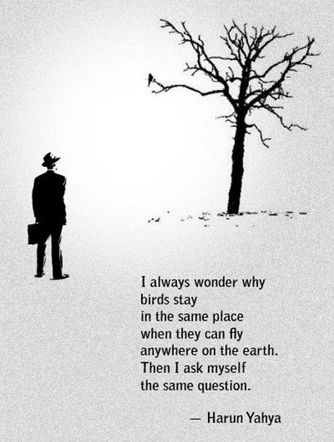 I always wonder why #birds stay in the same #place when they can fly anywhere on the #earth Then I ask myself the same question - #HarunYahya One Sentence Quotes, Pictures Of The Week, Quotable Quotes, Amazing Quotes, A Quote, Travel Quotes, The Words, Great Quotes, Beautiful Words