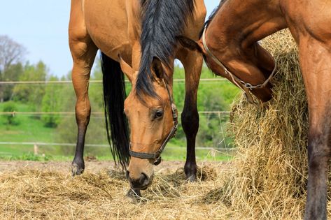 Horse Slow Feeder, Hay Feeder For Horses, Horse Nutrition, Equine Veterinary, Horse Hay, Grass Hay, Equine Nutrition, Hay Feeder, High Calcium