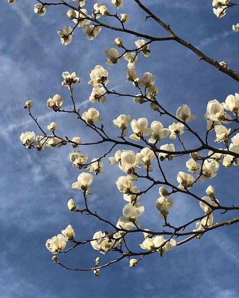 💛 Happy 1st Day of Spring 💛 & 💛 Happy International Happiness Day 💛 It’s all go today! Loving the positivity on Insta this morning 🙌 #internationalhappinessday #firstdayofspring #magnolia #spring #sunshine #happiness #positivity #greenbankinteriors Happy 1st Day Of Spring, International Happiness Day, Happiness Day, 1st Day Of Spring, Spring Sunshine, First Day Of Spring, 1st Day, This Morning, Magnolia