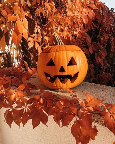 Halloween Queen 🎃 on Twitter: "Two months until THIS! 🥰 🎃🍂☕️👻🎃🍂☕️👻🎃🍂☕️👻 #Halloween #Autumn #Fall https://t.co/NC1uM8f0hd" / Twitter Indoor Fairy Gardens, Pumpkin Wallpaper, Casa Halloween, Pumpkin Queen, Autumn Magic, Halloween Orange, Autumn Scenery, Fall Pictures, Halloween Pictures