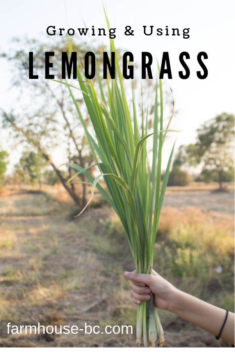 Growing lemongrass and using it is as simple as it gets! Lemongrass is a perennial medicinal plant. Lemongrass that lasts a long time and produces throughout the year. It is a very leafy thicket, has an intense characteristic aroma and a flavor, similar to lemon; hence his name. There are many uses for lemongrass from helping with a cough to repelling mosquitos! Read all about it at the ad-free blog! #gardening #garden #gardenplanting #homesteading #lemongrass Lemongrass Plant Benefits Of, Lemon Grass Uses, Apothecary Herbs, Lemongrass Recipes, Grow Lemongrass, Lemongrass Plant, Growing Vegetables Indoors, Herbal Tea Garden, Flea Spray