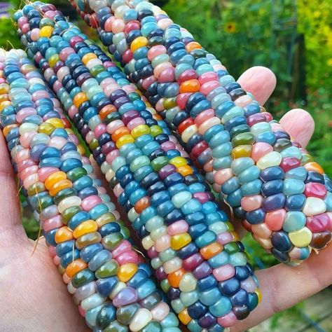 Gem Corn, Colorful Corn, Corn On The Cob, Harvesting Corn, Corn Farm Aesthetic, Colored Corn, Rainbow Corn, Purple Vegetables, Glass Gem Corn