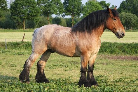 The Brabant horse is huge. Its HUGE feet and enormous sized hooves make it a very tall breed. It has a small, very beautiful little head with a short strong neck. Its mane is heavy and its tail is often cut short. It's a very sweet, friendly breed. A Belgian draft breed. Belgium Horses, Ardennes Horse, Brabant Horse, Belgian Draft, Draft Horse Breeds, Belgian Draft Horse, Belgian Horse, Largest Horse Breed, Horse Photo