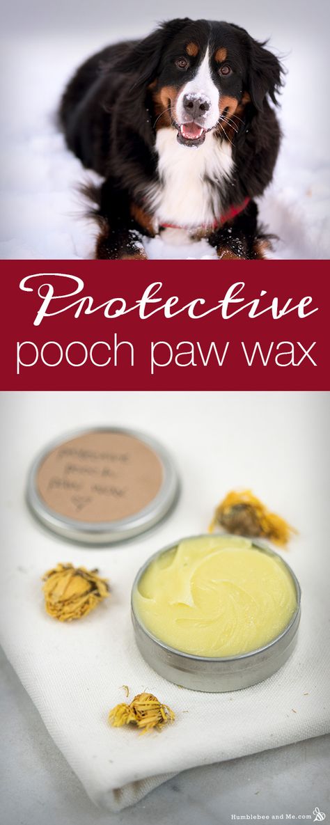 How to Make Protective Pooch Paw Wax - Humblebee & Me Dog Soap Bar Recipe, Diy Dog Paw Balm, Dog Paw Remedies, Beeswax Salve, Dog Paw Wax, Wax Recipe, Dog Paw Balm, Paw Wax, Dogs Paw