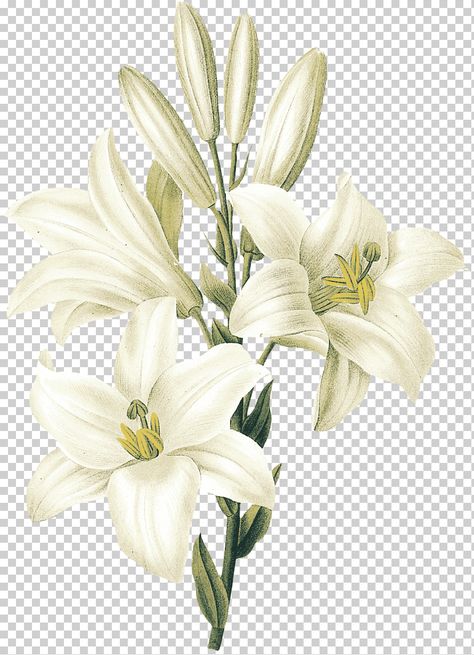 Lilium Candidum, White Flower Png, Logo Garden, White Flowering Plants, Peony Illustration, Plant Watercolor, White Lily Flower, Flower Frame Png, Rose Sketch