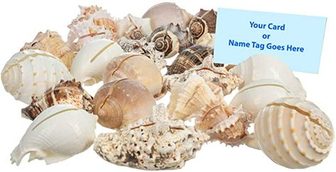 Sea Shell Placecard Holder Set | Cut Shells for Beach Wedding Place Cards | Shells for Wedding or Event Table Decor | Plus Free Nautical Ebook by Joseph Rains (25 Pieces) : Home & Kitchen Event Table Decor, Shell Centerpieces, Modern Table Decor, Printable Place Cards, Place Card Holders Wedding, Event Display, Place Card Holder, Event Table, Wedding Reception Tables