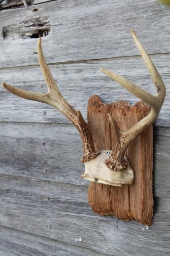 collection of deer antler mounts & antlers on rustic wood boards vintage mountings Deer Horn Mount Ideas, Mounting Antlers Diy, European Mount Ideas Rustic, Diy Deer Antler Mount, How To Mount Antlers On Wood, How To Hang Deer Antlers On Wall, European Deer Mount Ideas Wood, Mounting Deer Antlers Diy, Antlers Decor Diy