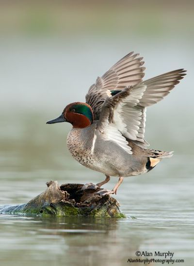 Cinnamon Teal Duck, Duck Houses, Teal Duck, Duck Pictures, Waterfowl Hunting, Duck Art, Wildlife Sanctuary, A Duck, Duck Hunting