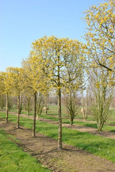 Cornus mas #flowering #tree #trees www.vdberk.co.uk Cornus Mas, Flowering Tree, Southern Europe, Small Trees, Flowering Trees, Trees And Shrubs, Nurseries, Tree Trunk, Trees