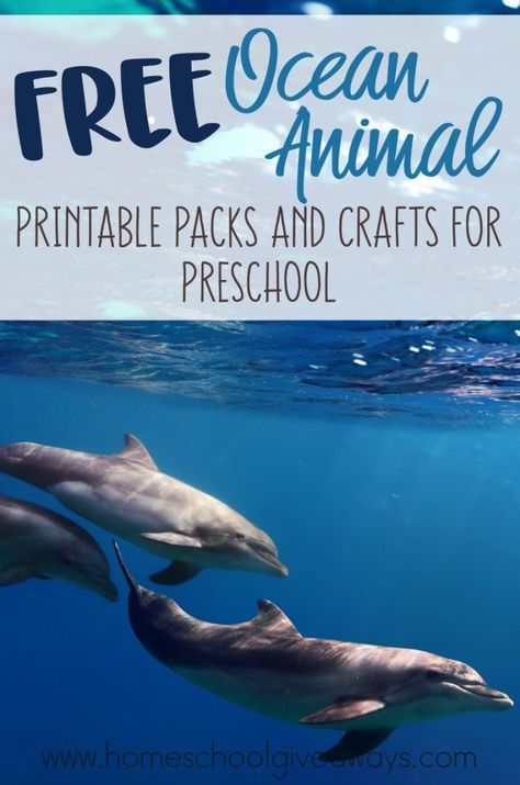 FREE Ocean Animal Printable Packs and Crafts for Preschool Ocean Animals Preschool, Origami Dolphin, Preschool Freebies, Ocean Lesson Plans, Ocean Theme Preschool, Ocean Unit, Summer Math, Preschool Homeschool, Pre K Activities