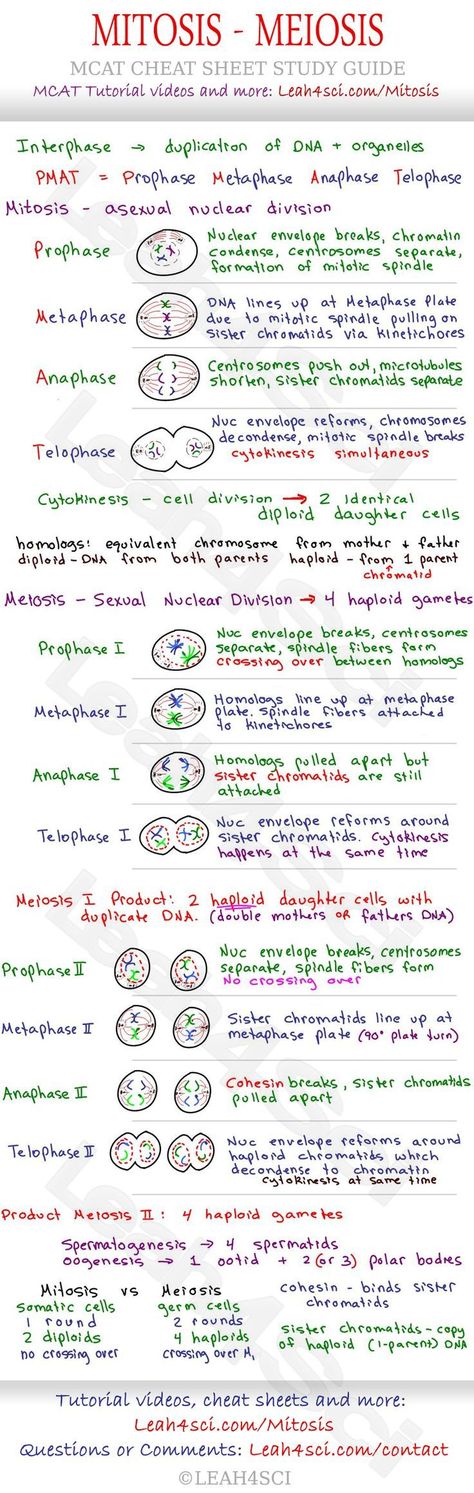 Mitosis and Meiosis MCAT Cheat Sheet Study Guide - learn what happens in each step: Prophase, Metaphase, Anaphase, Telophase and how they all tie together Bio 30 Notes, Prophase 1 Meiosis, Medical School Notes, Mitosis And Meiosis, Ged Study Guide, Teas Test, Mcat Prep, Mcat Study, Free Classes