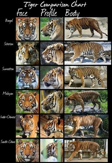 Tiger Comparison Chart Types Of Tigers, Wild Cat Species, Tiger Species, Cat Species, Tiger Pictures, Comparison Chart, Siberian Tiger, Animal Facts, Cheetahs