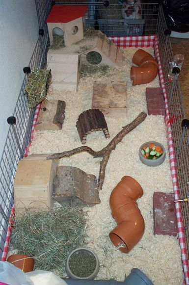 cage Guinea Pig Breeding, Diy Guinea Pig Cage, Guinea Pig Diy, Cage Hamster, Hamster Diy, Guinea Pig House, Animal Cage, Hamster Cages, Rabbit Cages