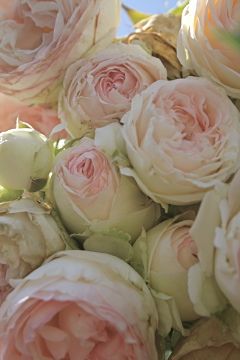 EDEN rose...I have this growing on my arbor in the backyard... LOVE!!!! Candy Roses, Heirloom Roses, Have Inspiration, Colorful Roses, English Roses, Bunch Of Flowers, Ranunculus, Beautiful Blooms, Event Styling