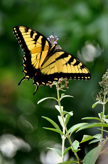 The Yellow Swallowtail Butterfly - they find me everywhere I go lately ... hello my sweet Amelia Butterflies Paintings, Yellow Swallowtail Butterfly, Purple Coneflower, Types Of Butterflies, Swallowtail Butterfly, Butterfly Photos, Herons, Butterfly Pictures, Butterfly Kisses