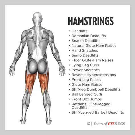 Hamstring exercises Barbell Glute Bridge, Kneeling Squat, Single Leg Glute Bridge, Barbell Hip Thrust, Glute Kickbacks, Hamstring Workout, Latissimus Dorsi, Glute Bridge, Muscle Groups