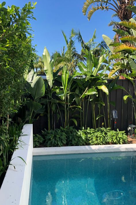 This project has been planted for a few months now and I'm super happy with how it's growing in. Pool Planting Ideas, Tropical Poolside Landscape Ideas, Poolside Plants Landscaping, Australian Pool Landscaping, Queensland Pool Landscaping, Planting Around Pool, Pool Side Plants, Tropical Queensland Garden, Tropical Pool Garden