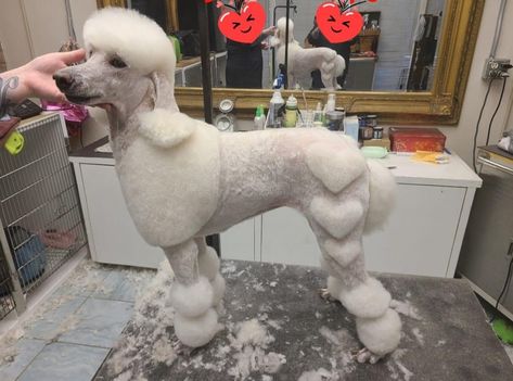 Poodle Creative Grooming, Creative Grooming Poodle, Dyed Poodle, Standard Poodle Haircut Styles, Poodle Styles, Poodle Puppy Cut, Standard Poodle Haircuts, Creative Dog Grooming, Dog Hair Dye