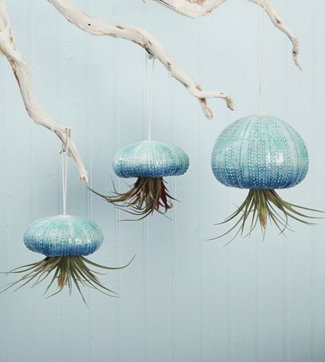 Jellyfish Air Plant, Jellyfish Hanging, Hanging Jellyfish, Upcycled Planter, Crochet Jellyfish, Shell Planter, Crocheted Jellyfish, Air Plant Display, Cerámica Ideas