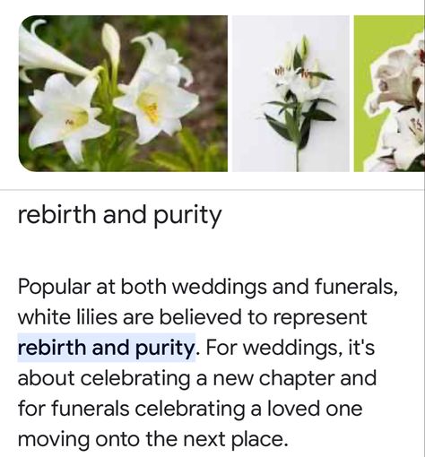 White Lily Meaning, Lilies Meaning, Calla Lily Meaning, Lily Meaning, Flower Meanings, White Lilies, Spiritual Meaning, Black Sheep, Lily Flower