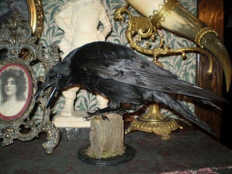 House Of Anubis, Wet Specimen, Antique Aesthetic, Vulture Culture, Southern Gothic, Gothic Decor, Howls Moving Castle, Gothic Beauty, Gorillaz