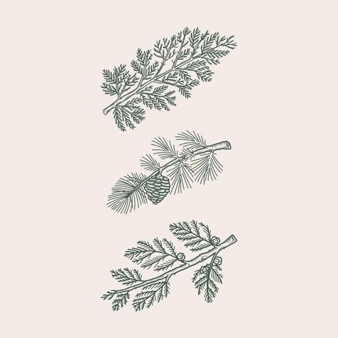 Joshua Minnich (@joshuaminnich) • Instagram photos and videos Cedar Branch, Plant Drawings, Branch Tattoo, Henna Ideas, Linocut Art, Pine Branch, Plant Drawing, Wallpaper Fabric, Permanent Tattoo